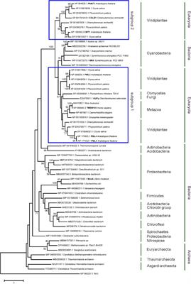 Gene Replacement in Arabidopsis Reveals Manganese Transport as an Ancient Feature of Human, Plant and Cyanobacterial UPF0016 Proteins